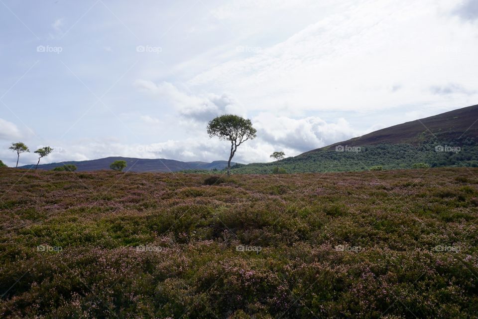 Rural Scotland … heather growing in the glen