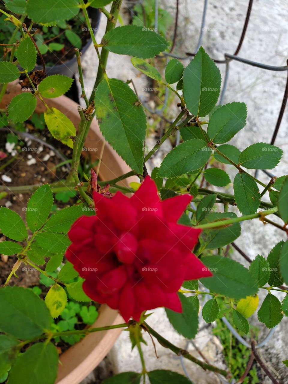 beautiful red rose