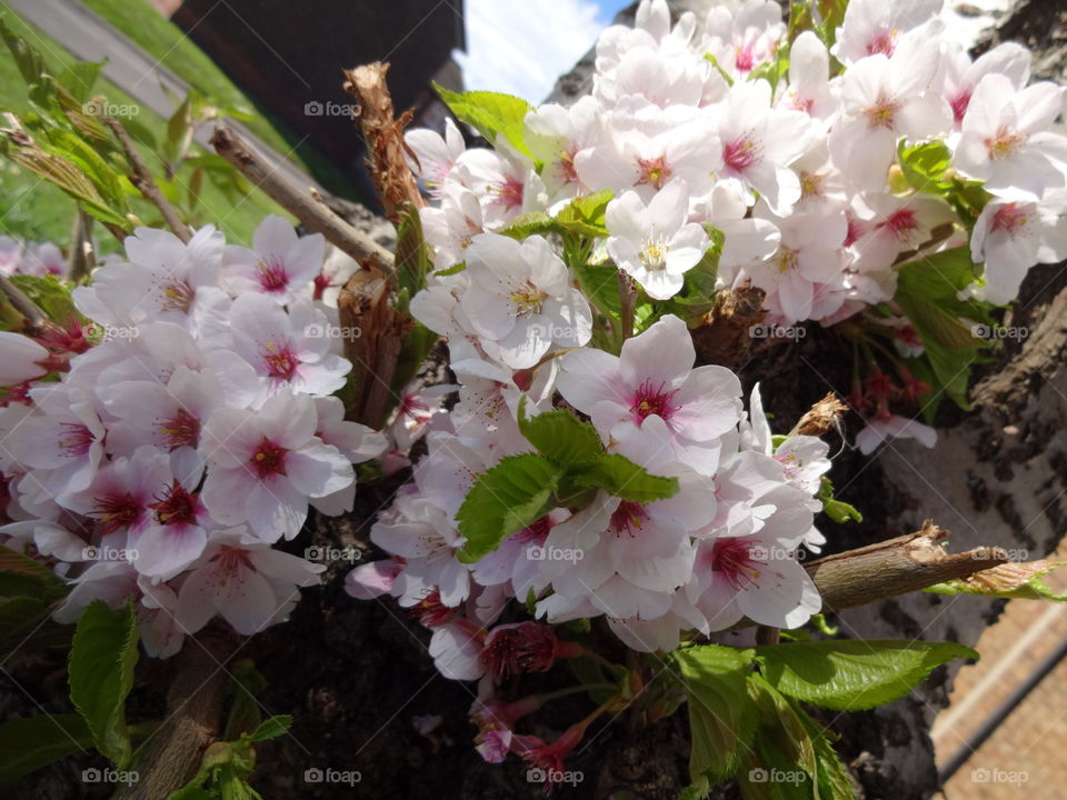 Cherry flowers