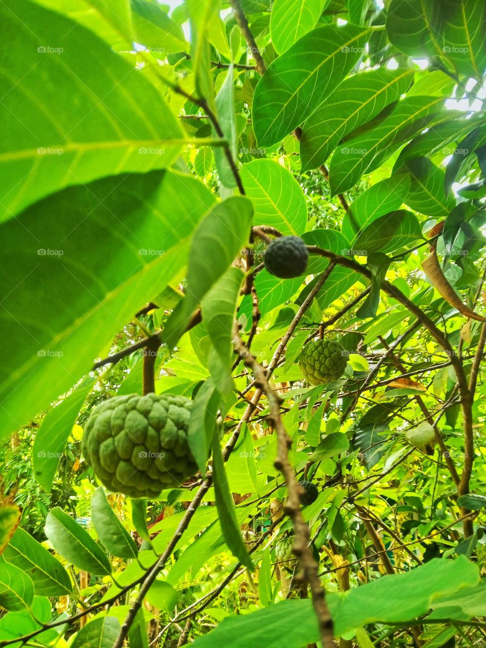 anoda fruits in our garden