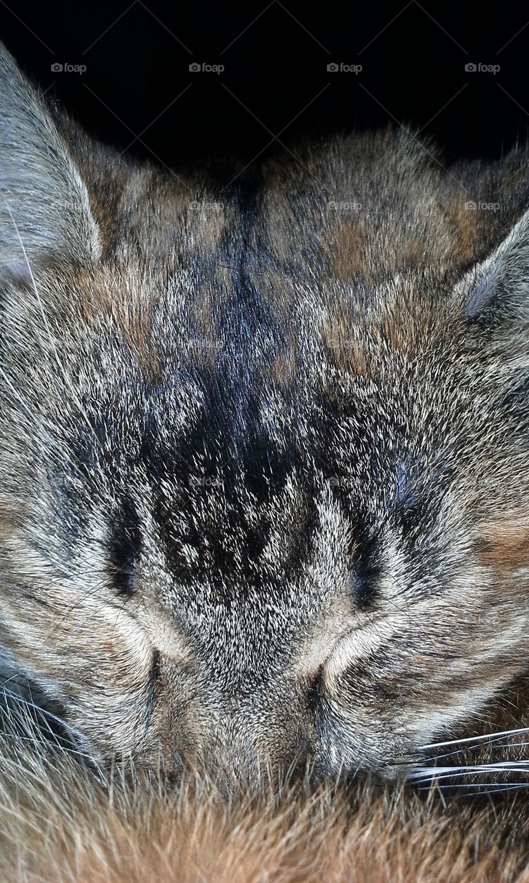 Snickers.....up close and personal