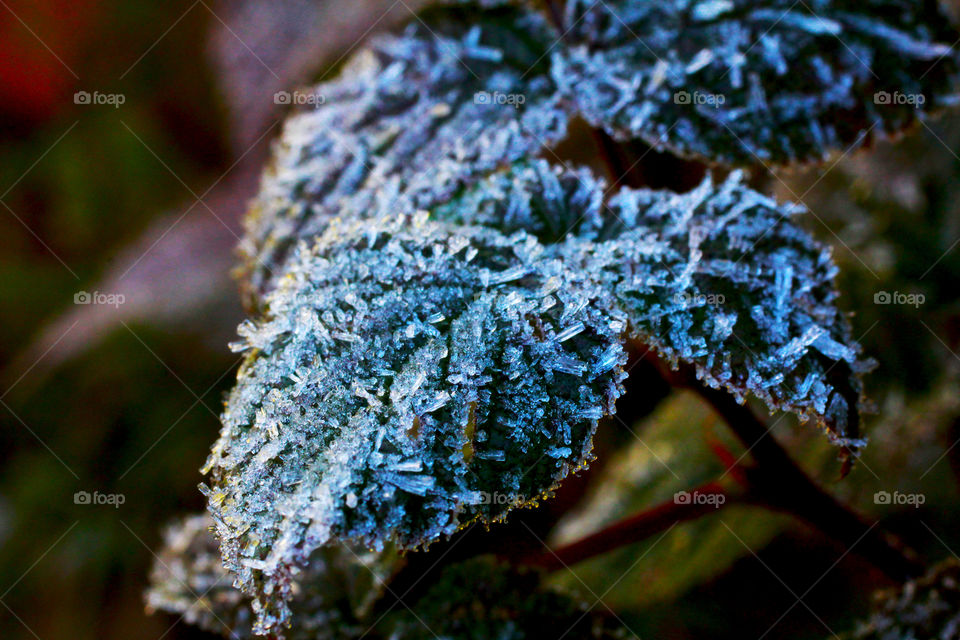 icy leaf