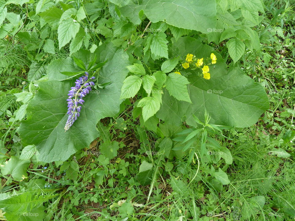 June flowers of summer