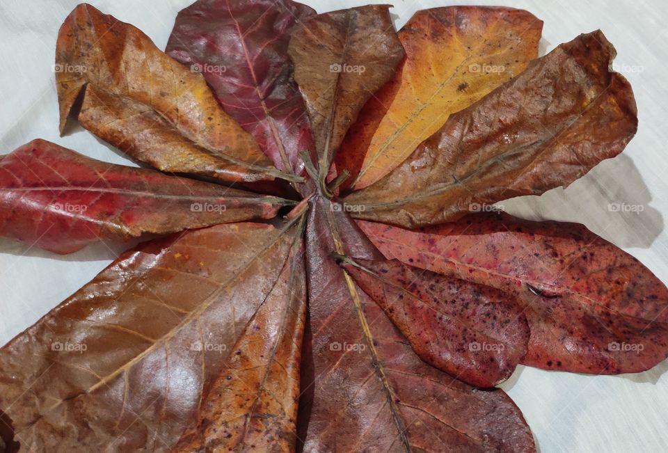 The crunch of fallen leaves due to photoperiodism in Fall season