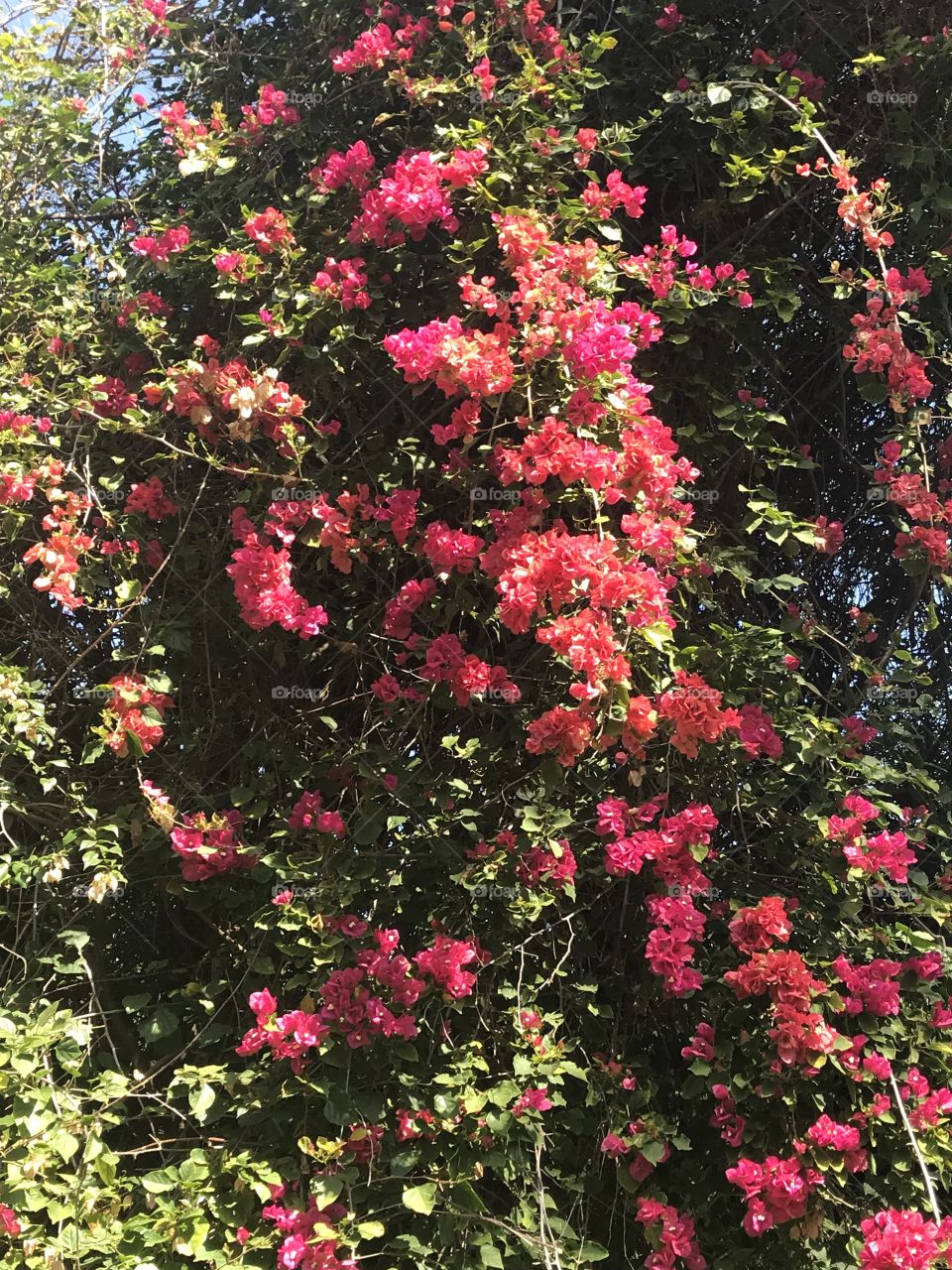 Flowers tumble down out of the tree