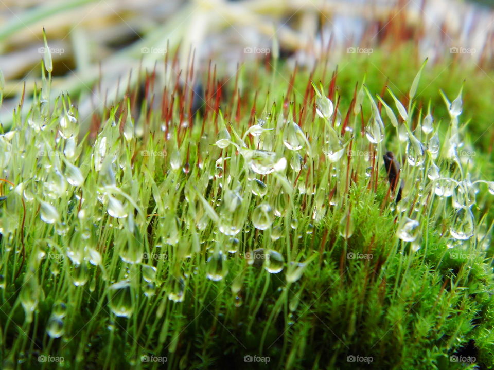 moss in the morning and beautiful nature