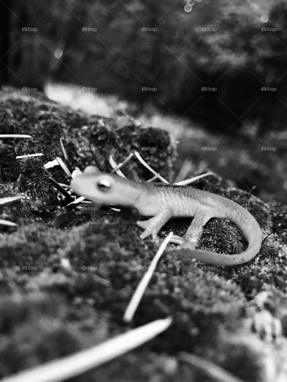 Black and white newt