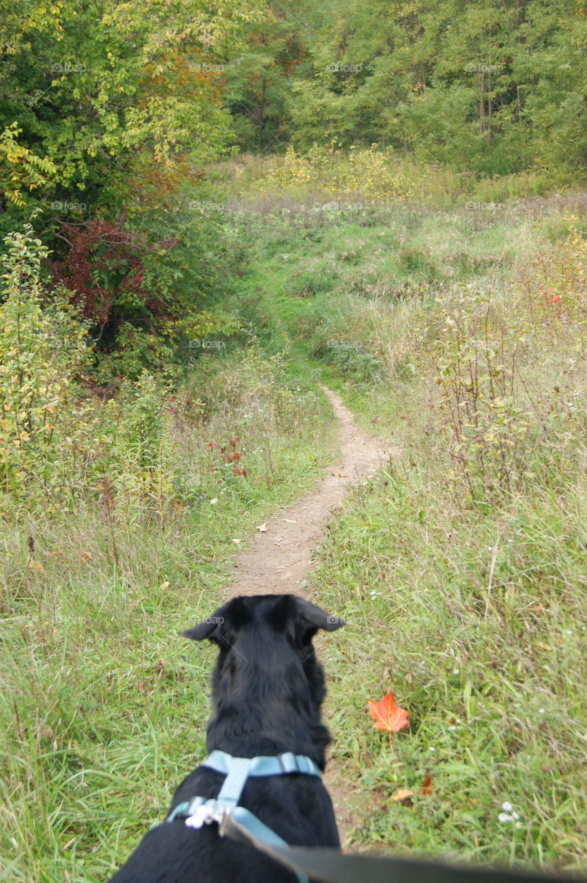 Nature walks in Northville Michigan in the fall