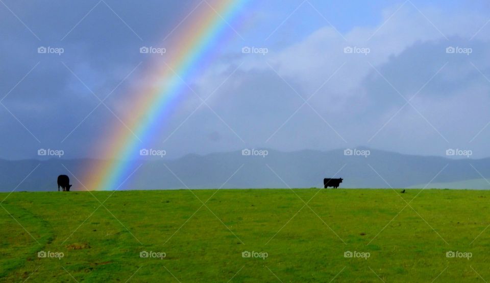 Grazing Under the Rainbow