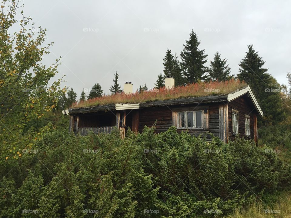 Cabin. Old cabin 