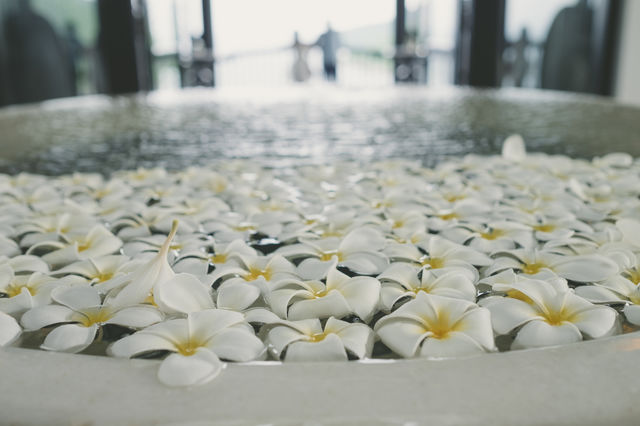 Plumeria