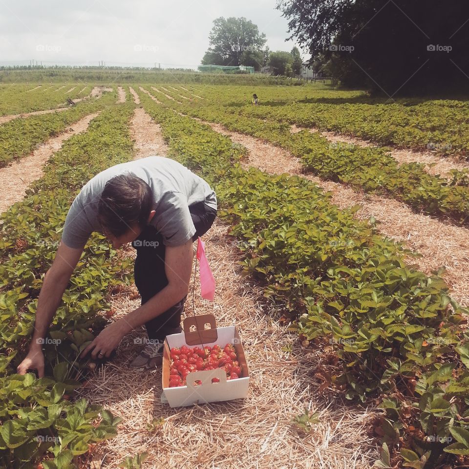 Strawberry picking. Strawberry picking at a local farm