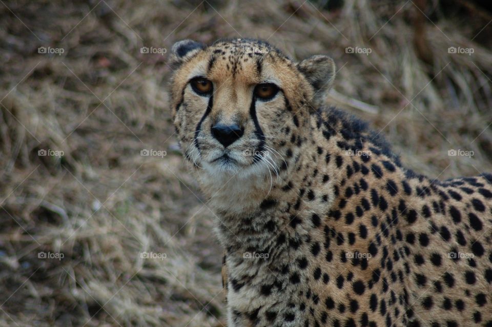 Cheetah upclose . Cheetah looking directly at camera 