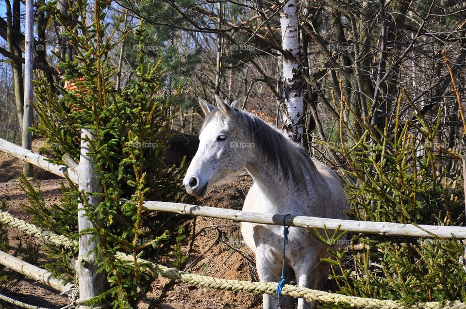 beautiful horse in the farm