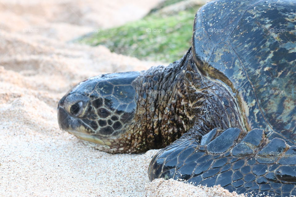 Sea turtle laying on a sand - closeup 