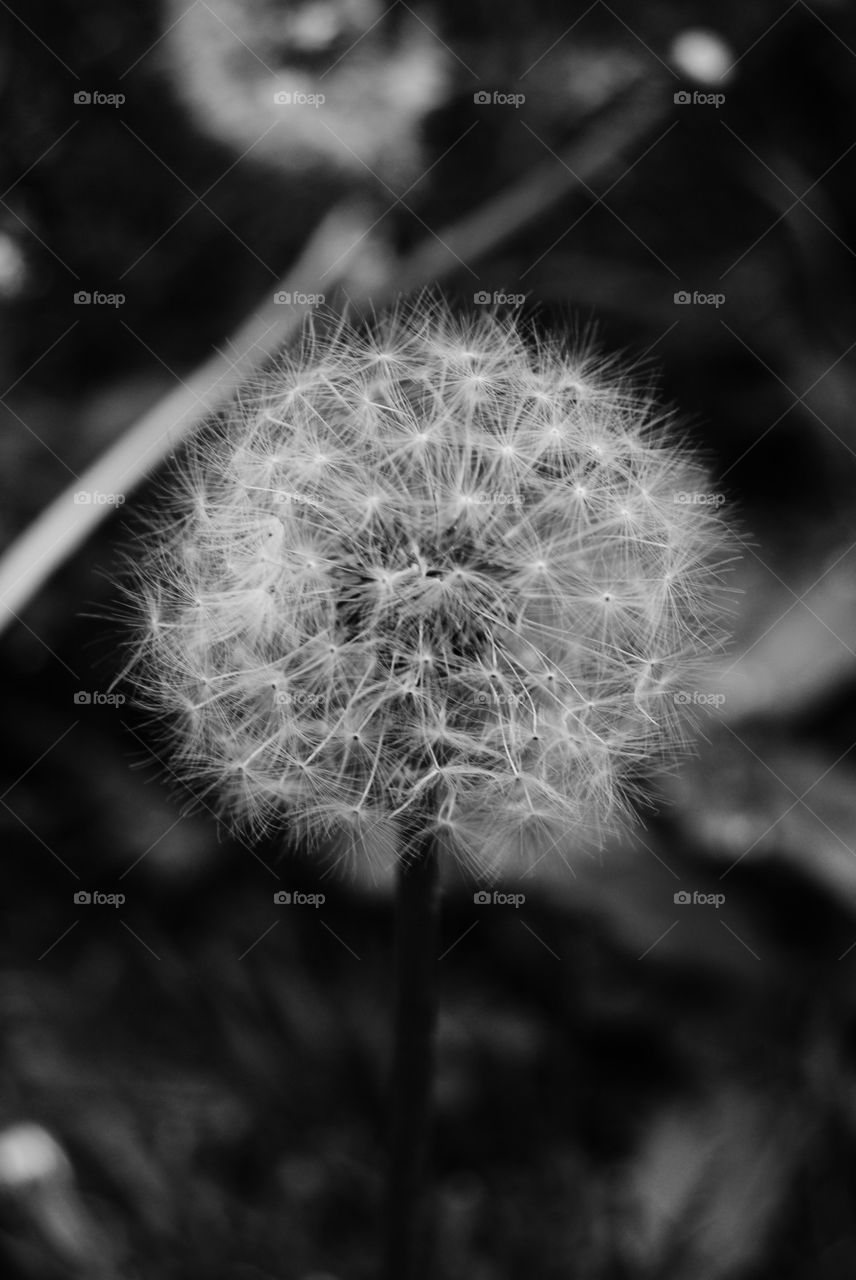 dandelion