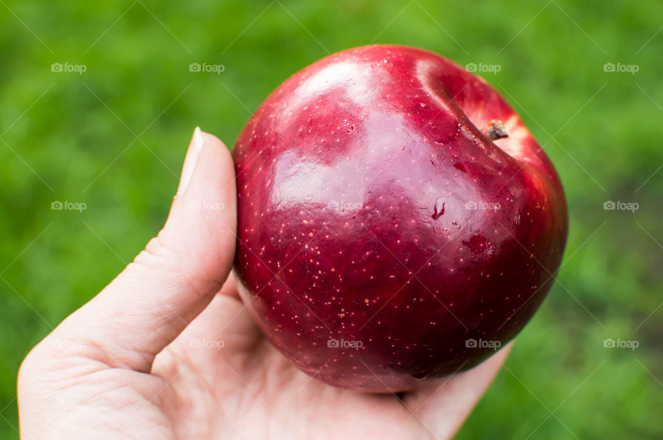 Closeup of woman holding a beautiful shiny red apple in hand conceptual wellness and self care healthy choices and diet photography 