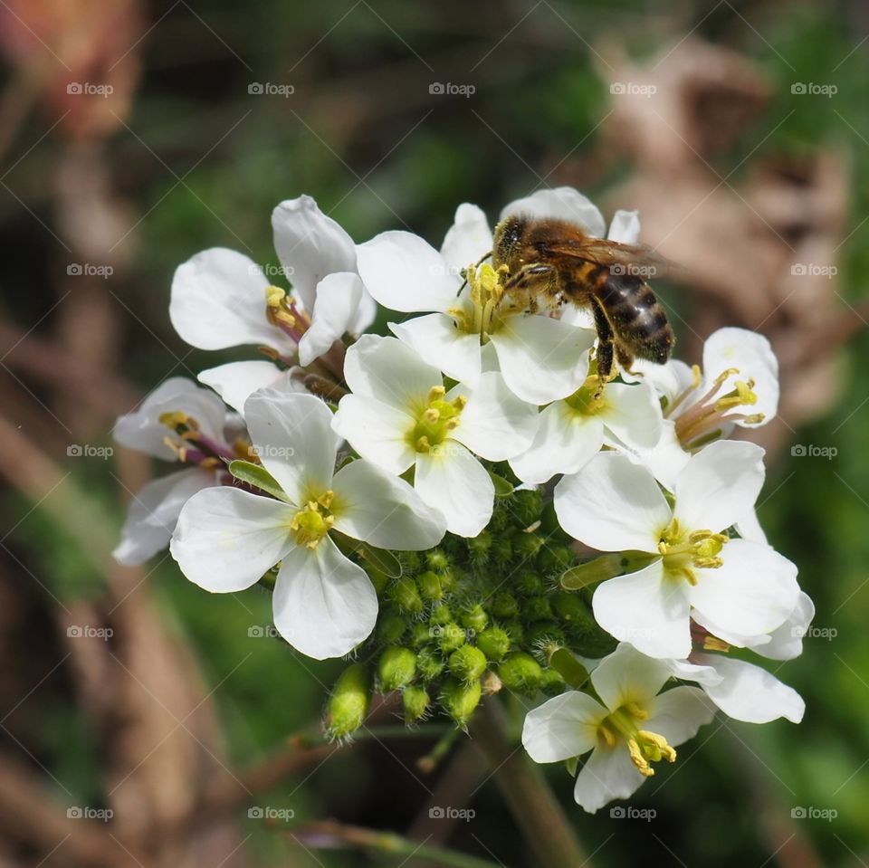 Bee