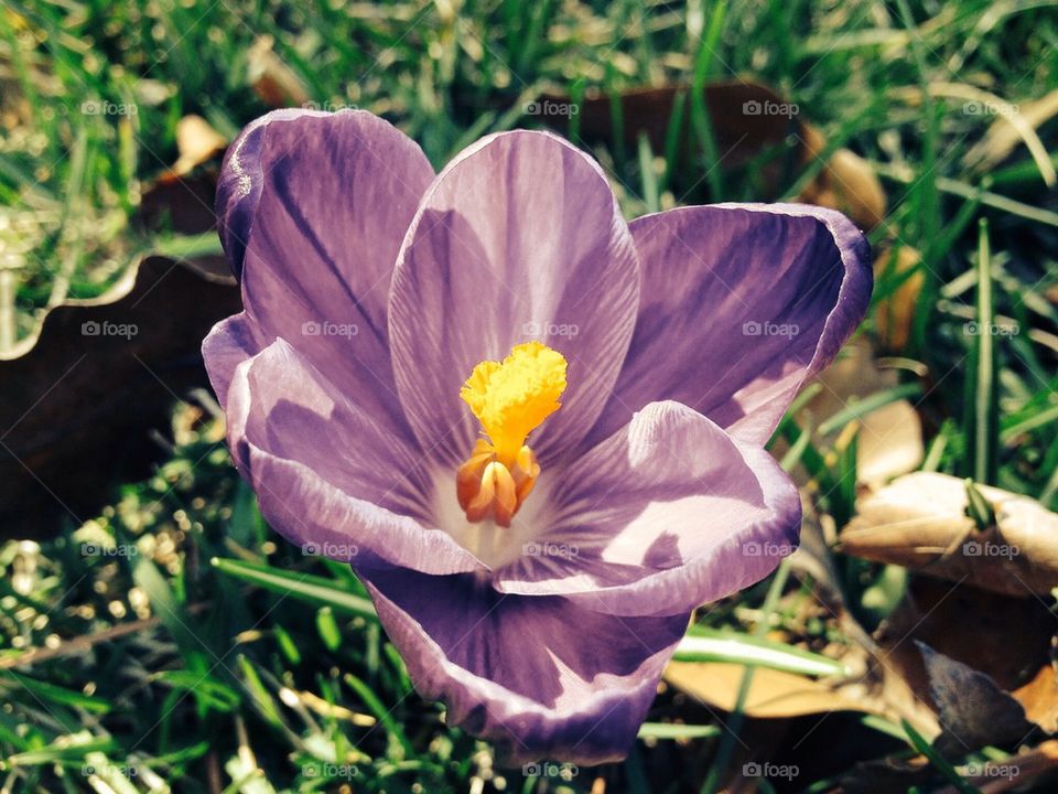 Inner Crocus