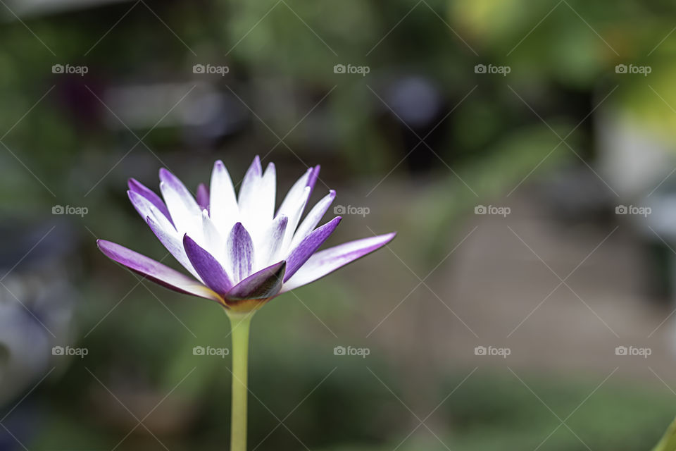 Lotus flowers dark purple in pound.