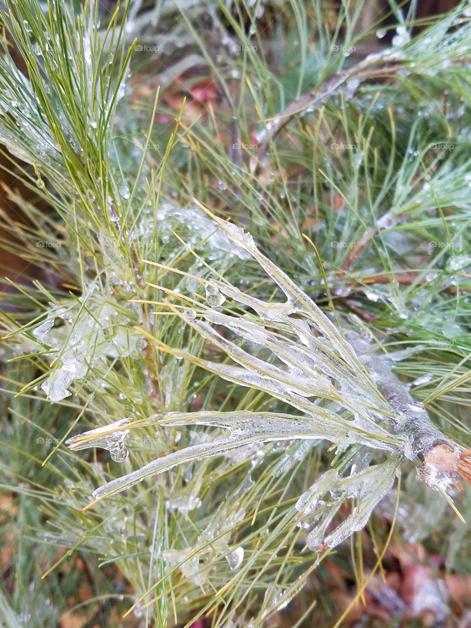 pine tree with ice