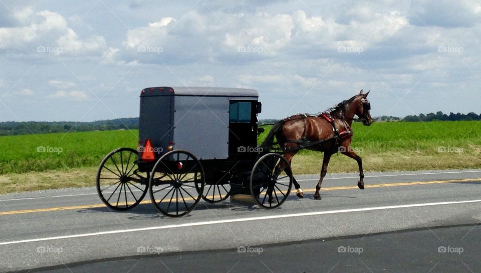 A sense of timelessness - A traditional Amish horse and carriage makes its way down a quiet country road in Pennsylvania. The sleek black buggy, with its simple, functional design, contrasts against the backdrop of rolling green fields and farmland.