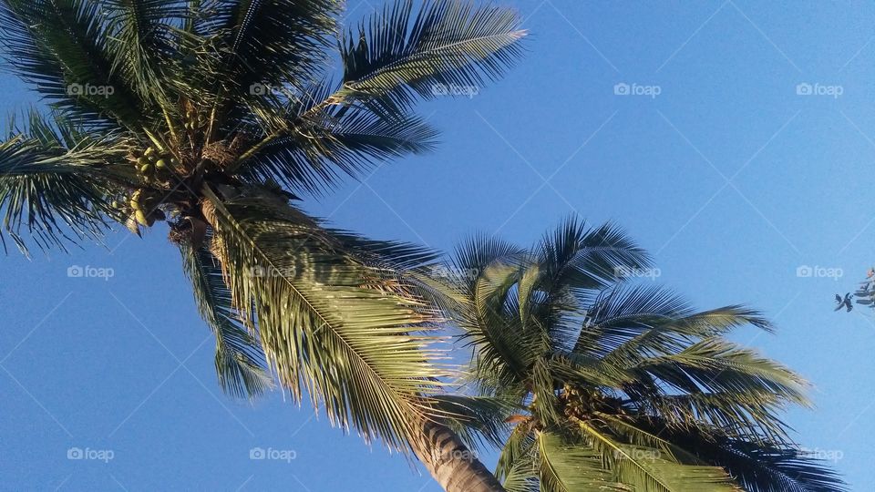 A beautiful scene of coconut tree in the garden.