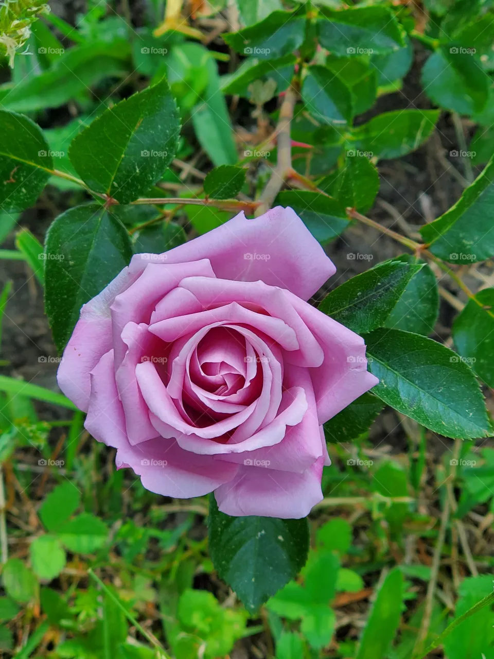 purple, rose, stunning, nature