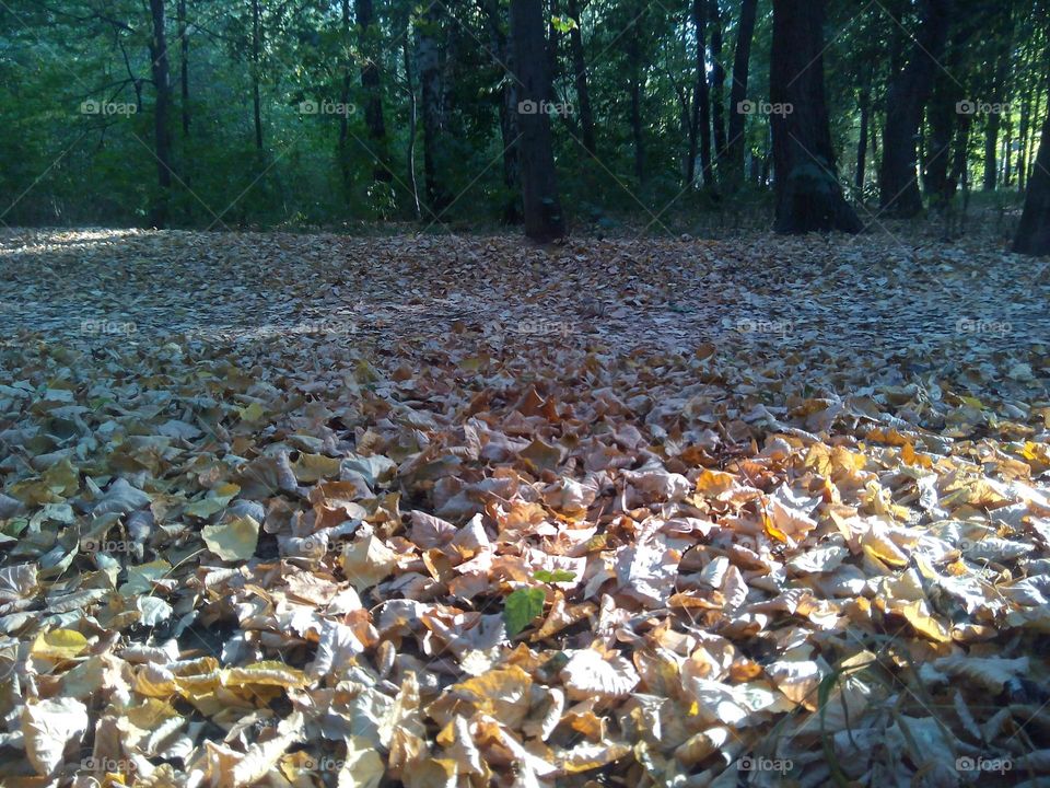 Environment, Nature, Tree, Leaf, Fall