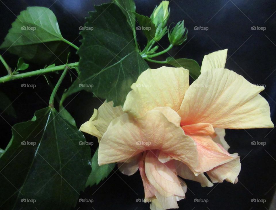 Chinese rose - hibiscus