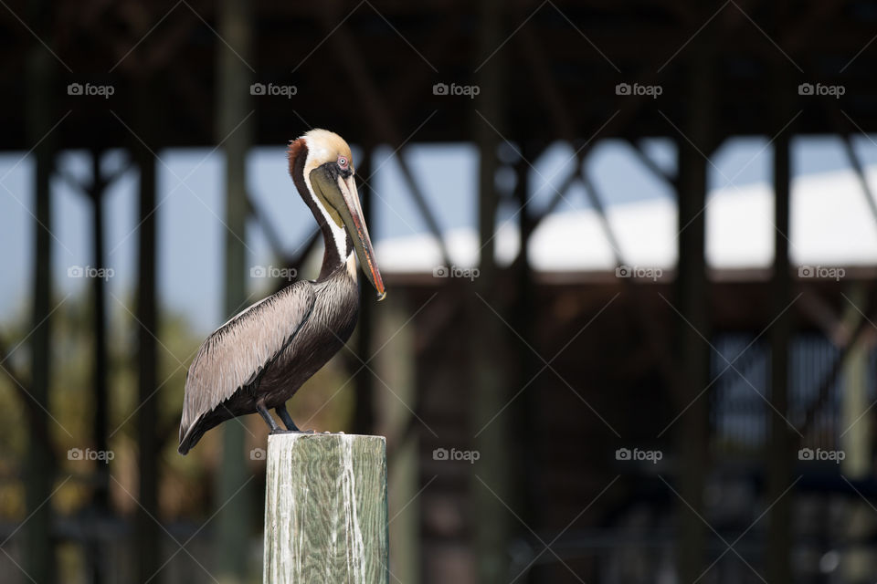 No Person, Bird, Outdoors, Building, Wildlife