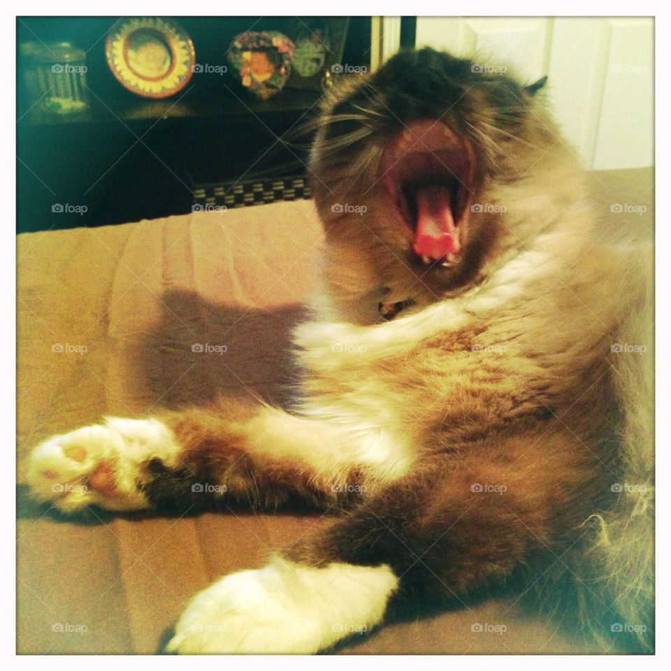 Cat yawn