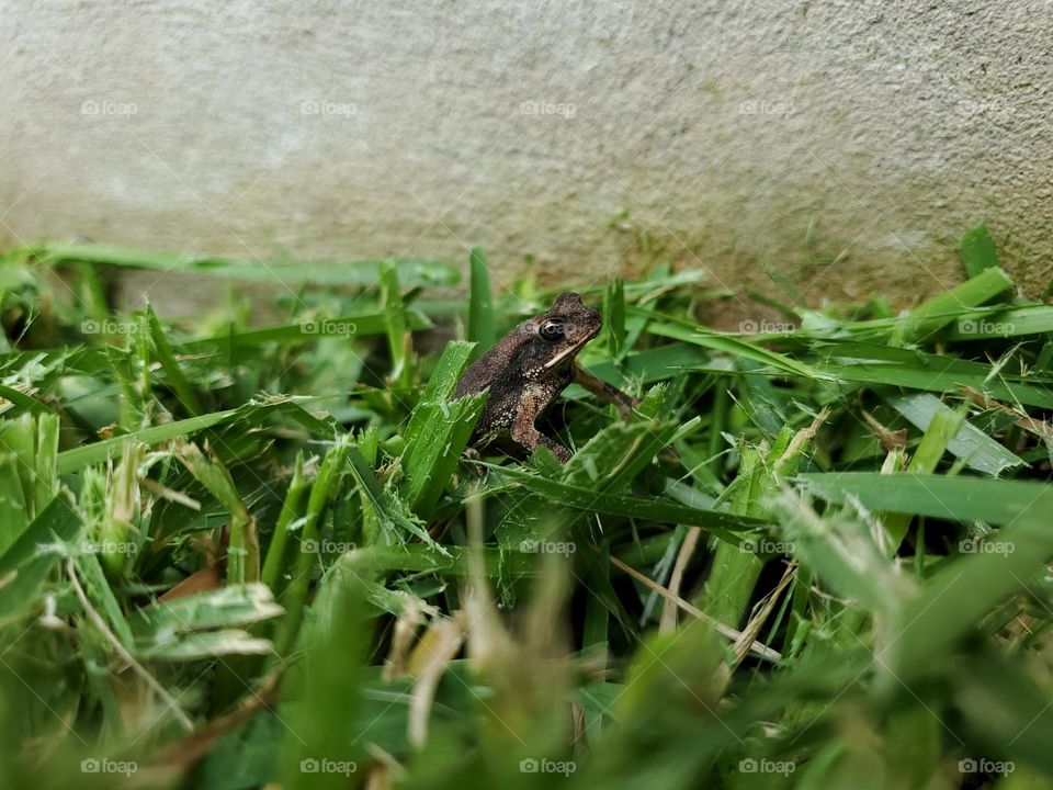 Urban wildlife - small frog