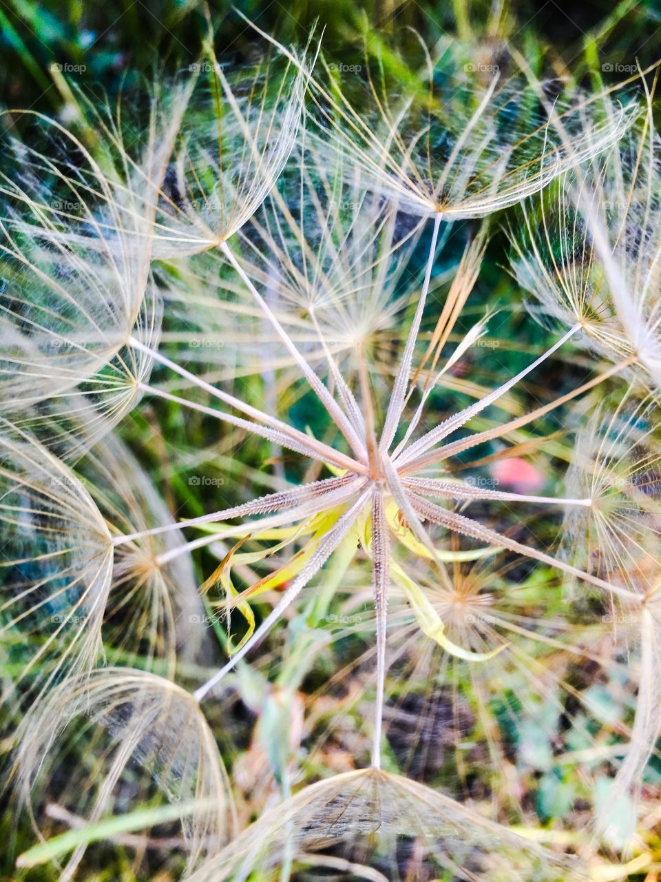 Dandelion 