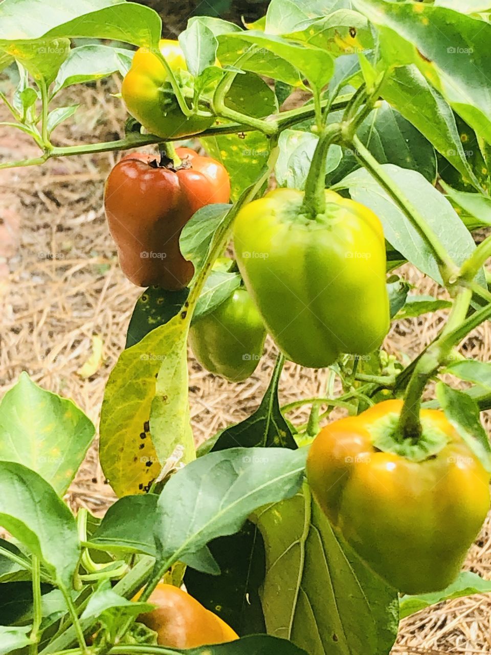 Garden peppers 