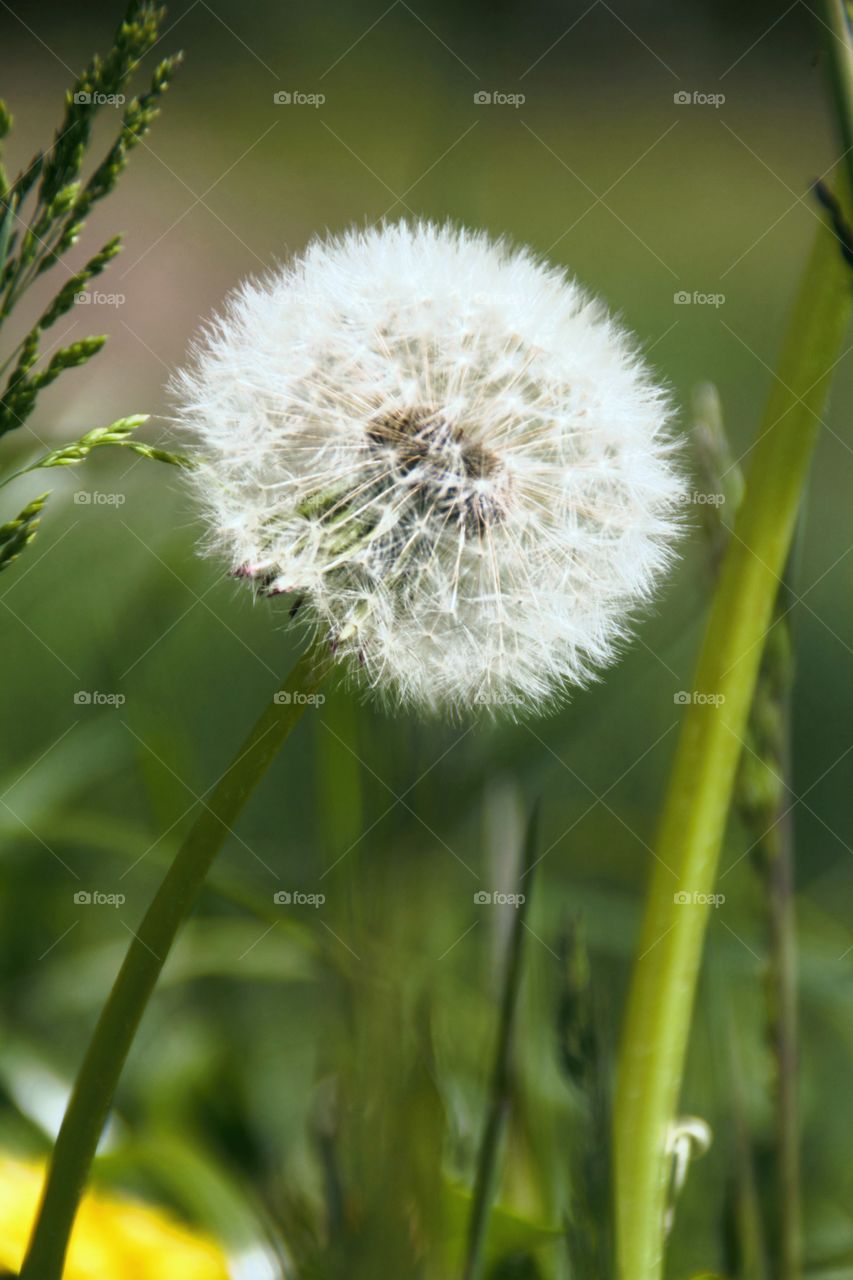 Dandelion