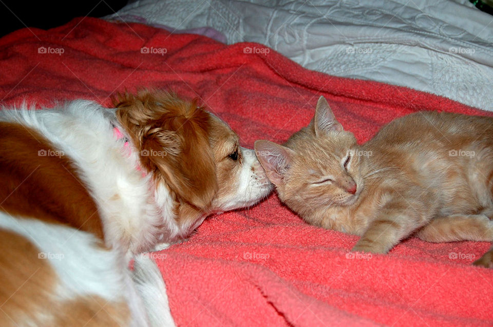 Valerie and Mr. Whiskers meet when the cat was about six months old. They became fast friends. 