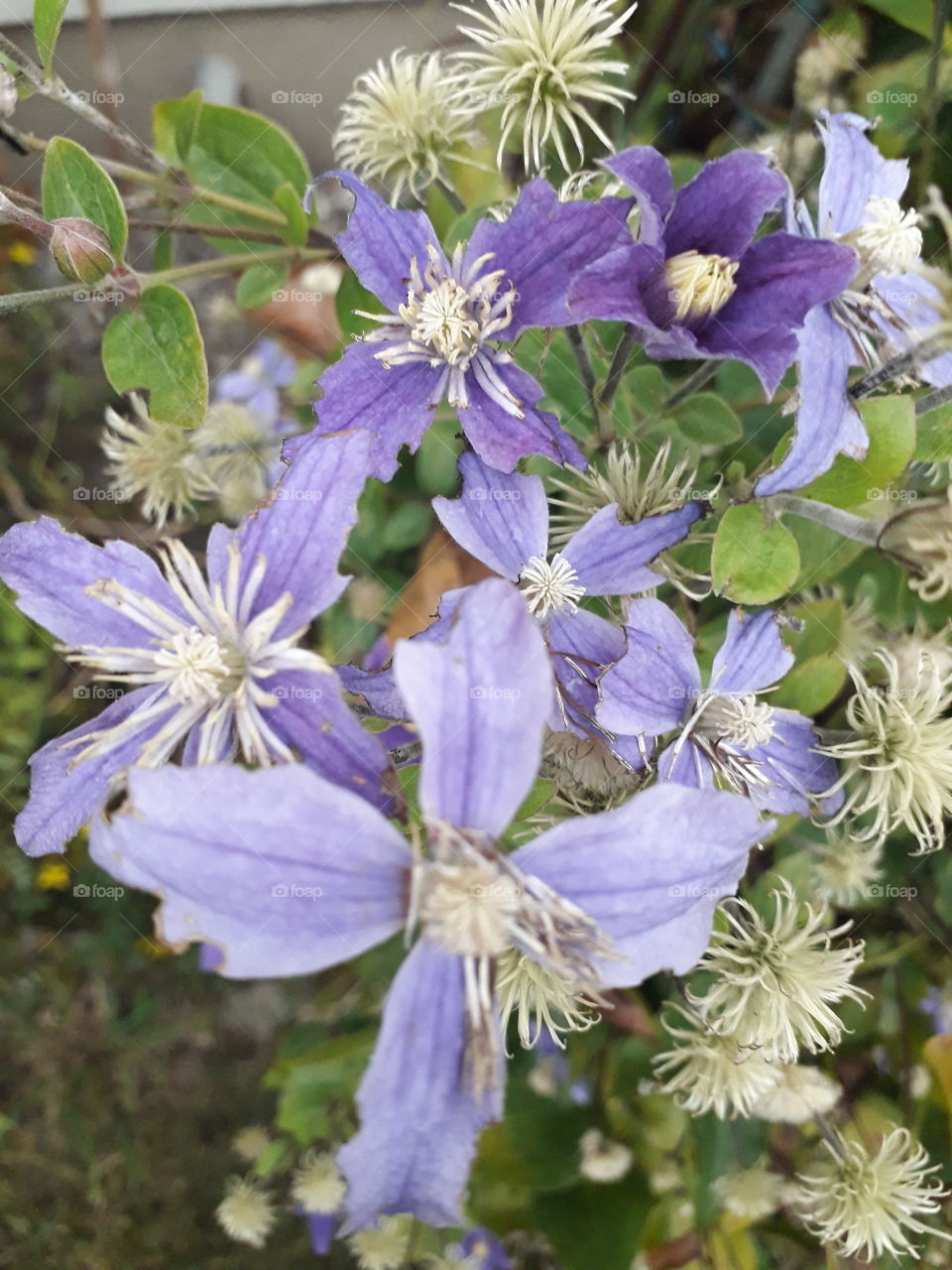 blue clematis Arabelle