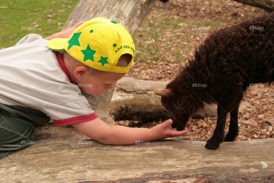 Little boy with baby lamb