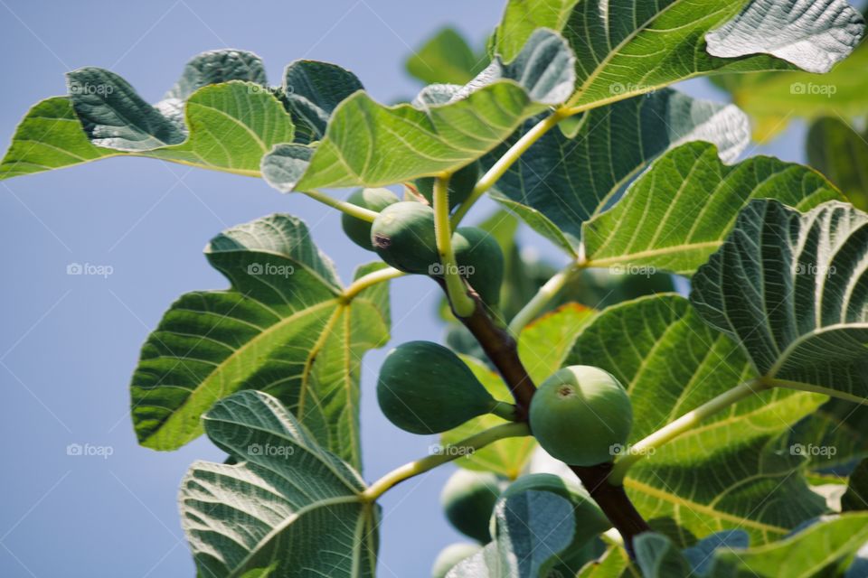 Grandma’s fig tree in the garden