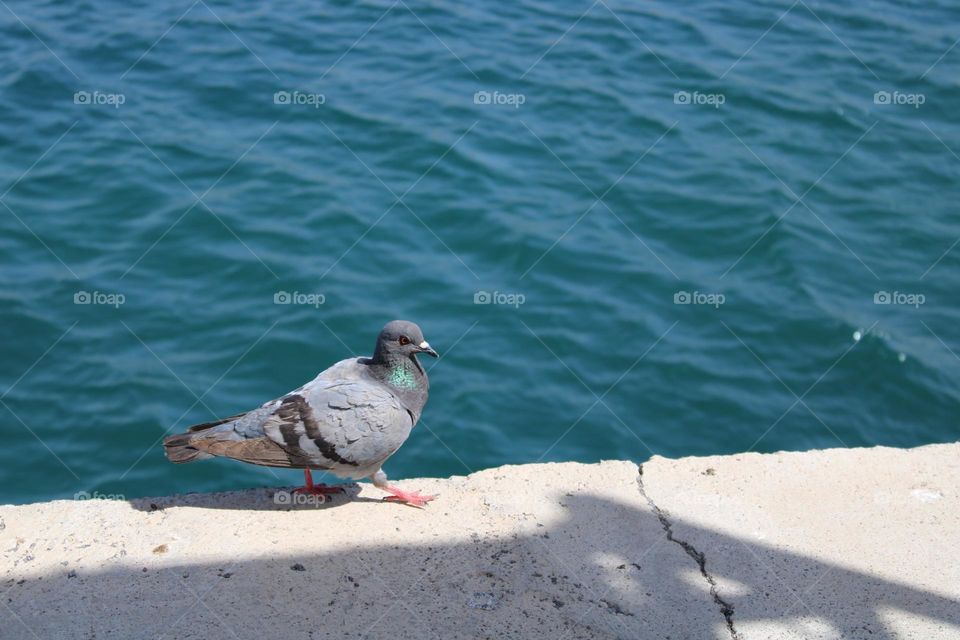 urban natura pigeon