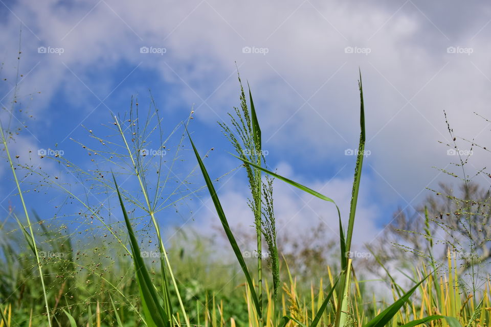 Farmland in the morning