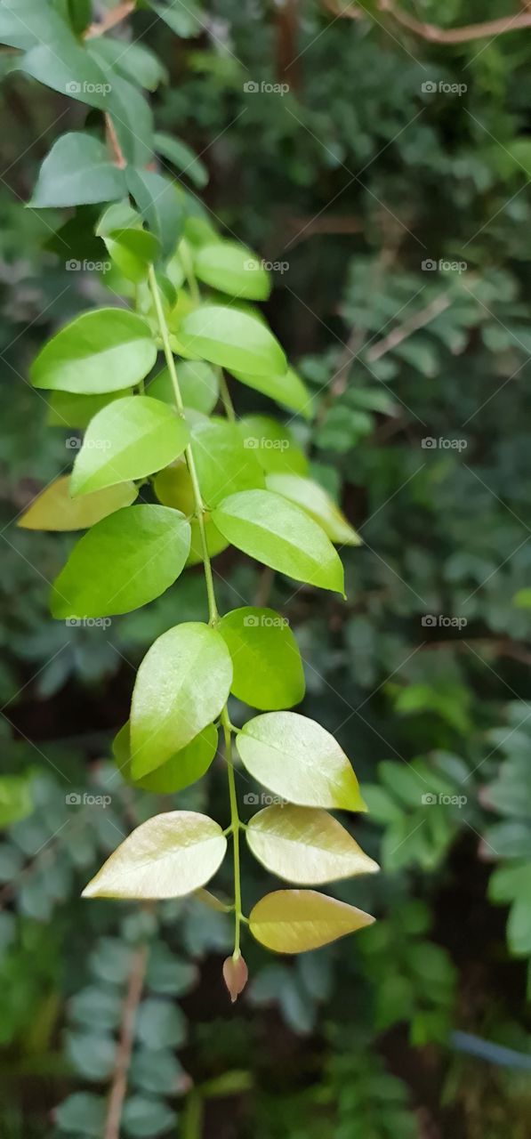 dangling green leaves