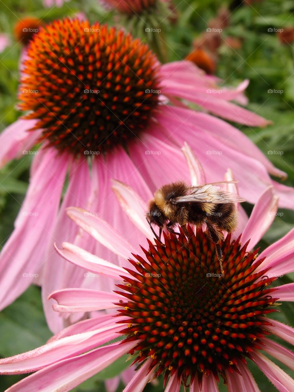 A closeup of the sharp details of a bee on a flower with pink petals and orange spikes coming from a cone in the middle. 