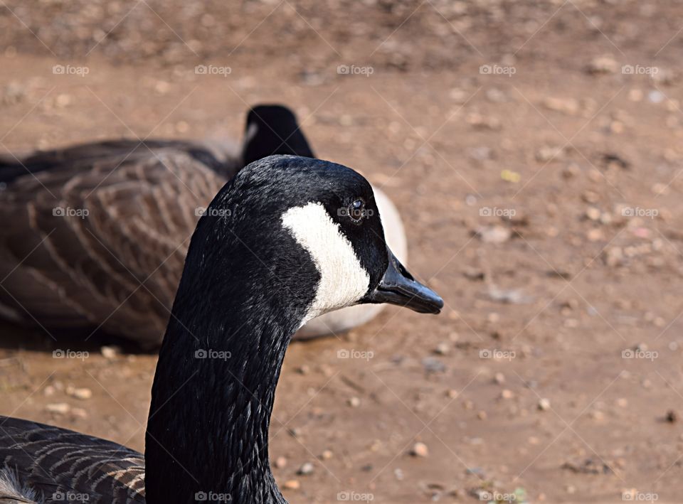 Canadian Goose