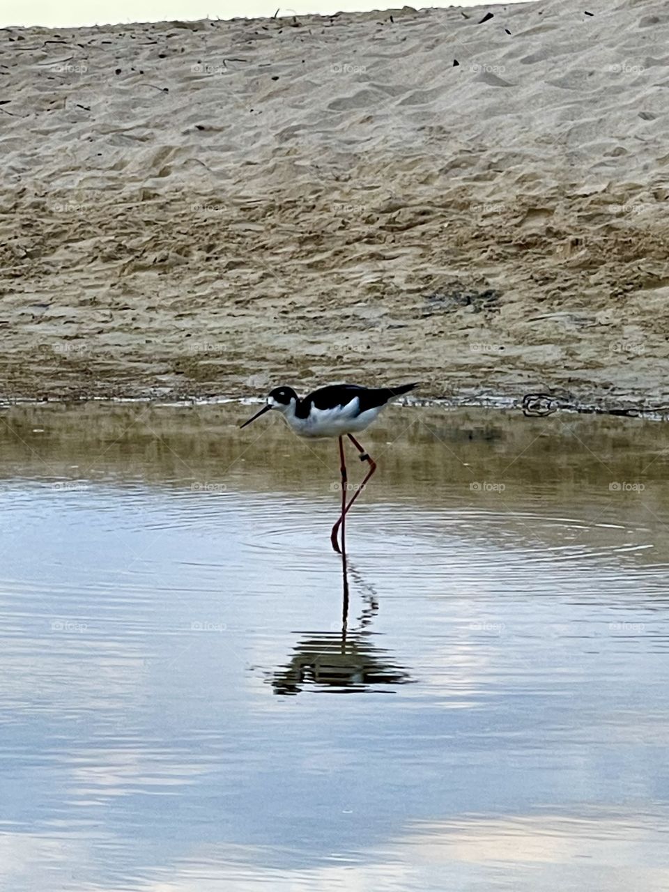 Hawaiian stilt