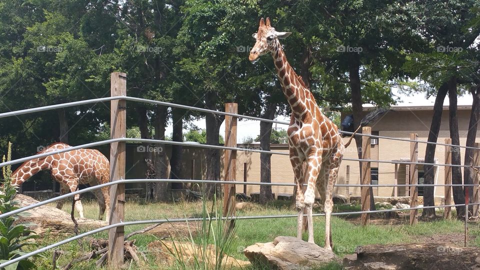Giraffes