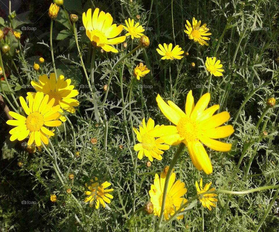 babori flower group so sweet