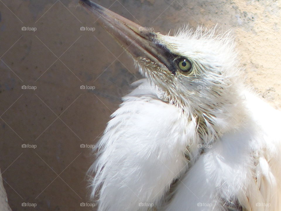 Close up baby egret looking up