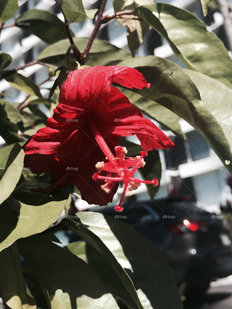 Native Hawaiian hibiscus